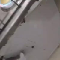 طباخ فريش • مصري اصلي • ناصرية