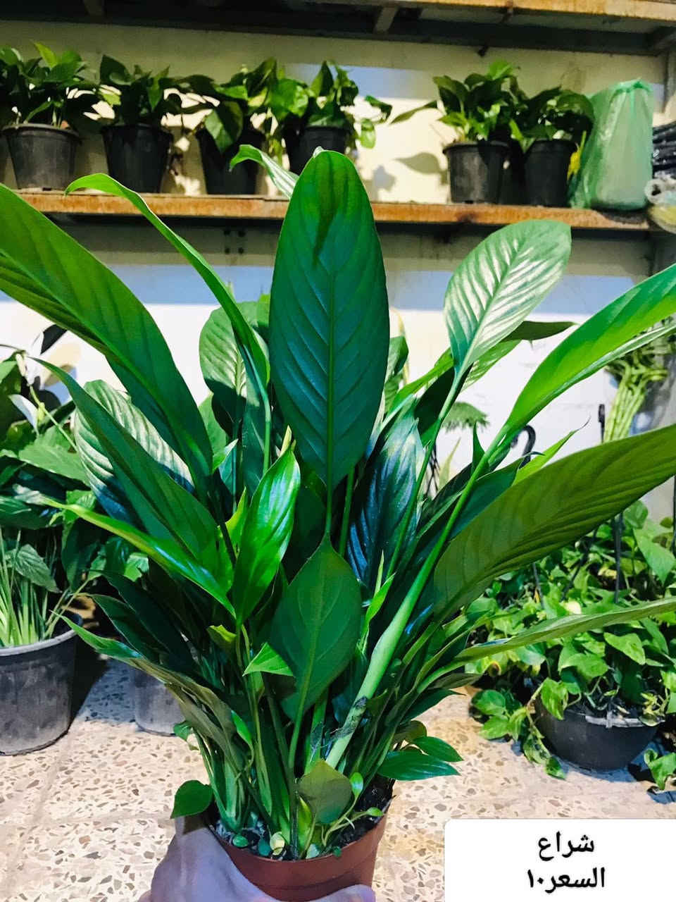 ﷽
اللهم صلِّ على محمد وآل محمد 
              السلام عليكم
🌟﴿عرض خاص بمناسبة شهر رمضان المبارك🌙✨ ﴾🌟              وصول وجبة جديدة من النباتات الخارجية . والظليات الهولندية الى مشتل زهور الحاج يونس•
العنوان📍: الامين الثانية نواب الضباط تقاطع الزهور مقابل مدرسة الزهور🎀✨.


**إذا كنت صاحب هذا الإعلان وتريد حذفه لأي سبب، رجاءا أرسل رسالة إلى الدعم الفني**