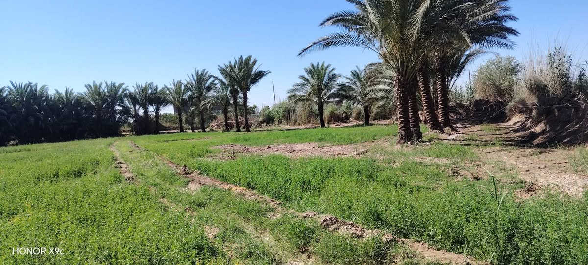 يا الله سلام عليكم ارض زراعيه للبيع دونم اونص معه بيت معه كراجات ٢ معه محصار ماء وكهرباء مكان ناضم رقم ٤ بصفحت الشط 
 خاص ماجاوب ستفسار ***********
