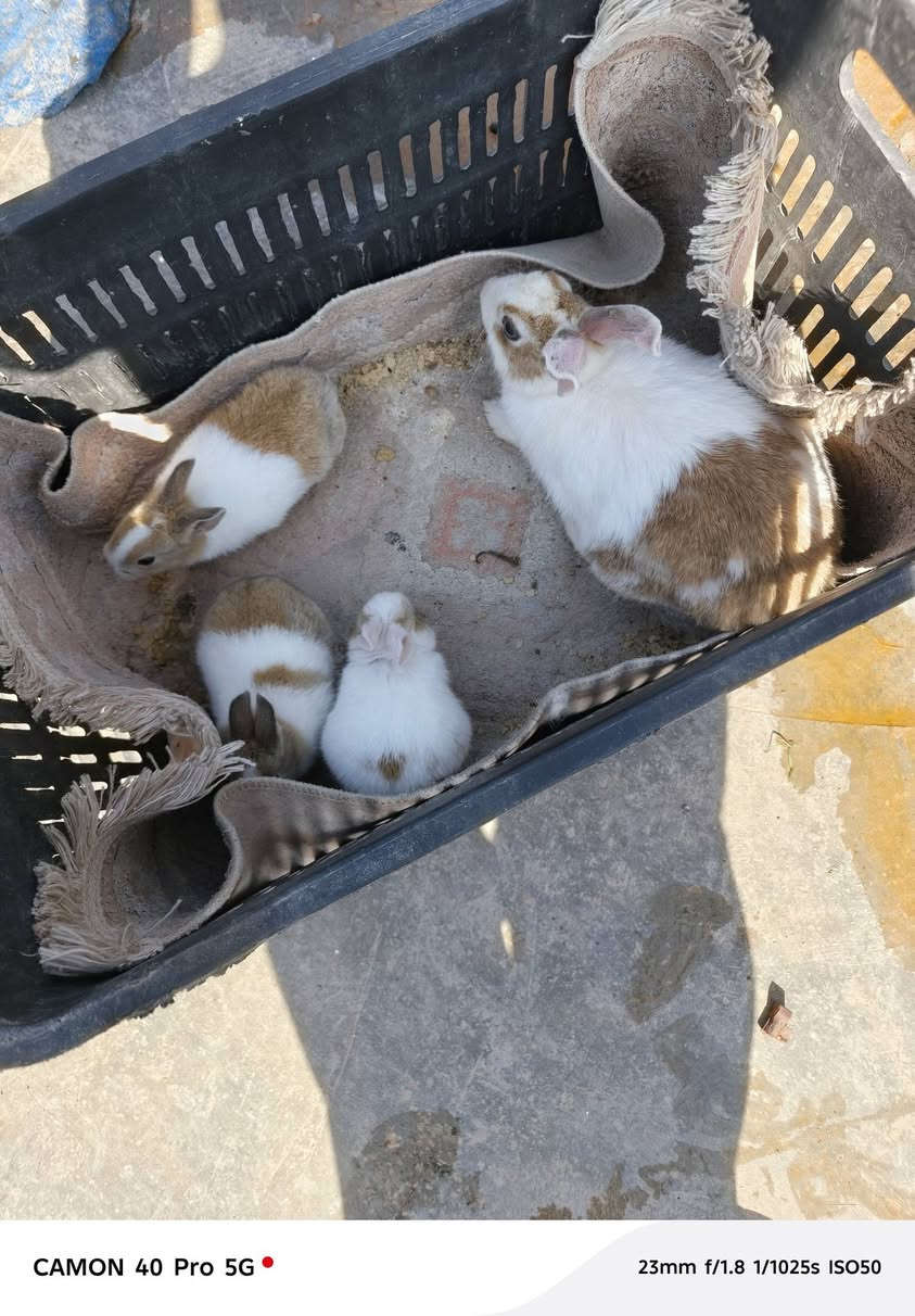 رانب للبيع 8فروخ واثنين اكبار وحدة تركيه والثانيه عراقيه ***********
