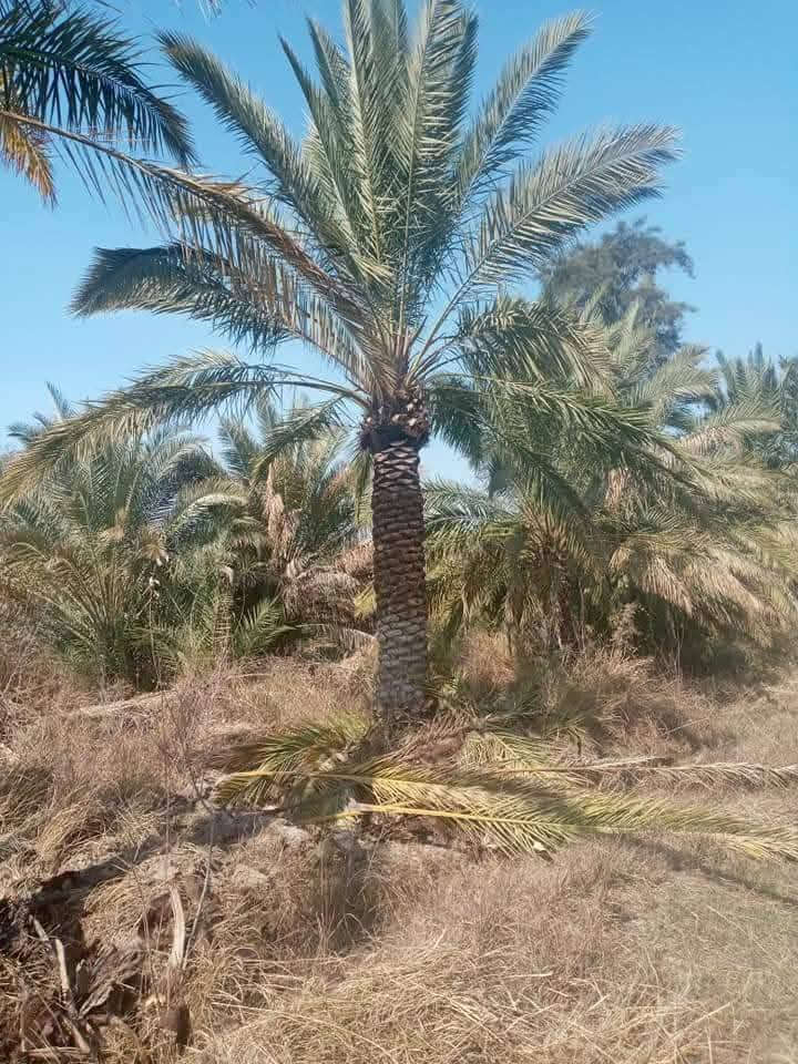 تكريب نخل ***********
