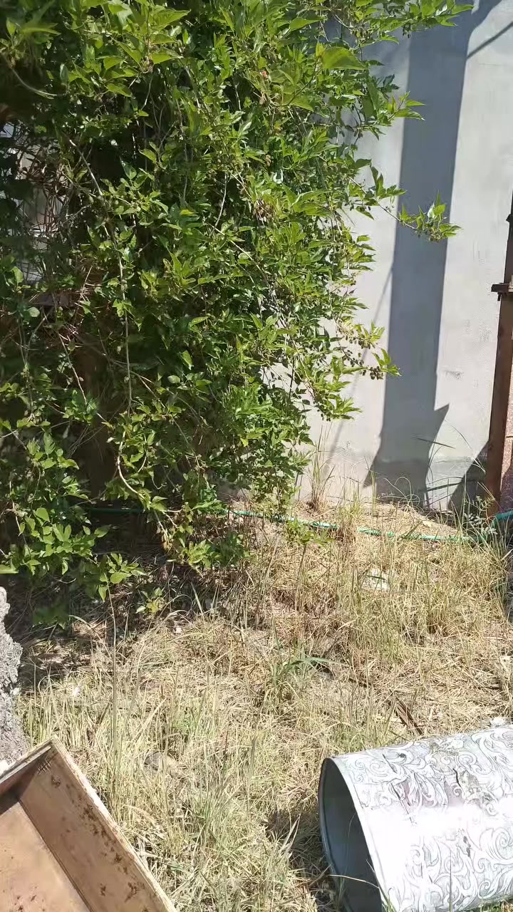 للي يدور "هيبة السكن وراحة البستان" بمكان واحد.. بيت العمر في الغالبية!
🏛️ للي يدور "هيبة السكن وراحة البستان" بمكان واحد.. بيت العمر في الغالبية!
مو بس بيت، هاي مملكة خاصة بمساحة 1800 متر تجمع بين فخامة البناء العصرية وخير أرض ديالى، بموقع استراتيجي (الغالبية) يخليك بنص الخدمات وبنفس الوقت معزول عن الضجيج.
🏡 تفاصيل "الدار الملكي" (800م طابقين - بناء درجة أولى)
المساحة والتصميم: بناء طابقين ضخم، يجمع بين الخصوصية والفخامة.
التقسيم الداخلي:
4 غرف نوم "سويتات" واسعة.
استقبال فخم للضيوف + هول داخلي كبير.
مطبخين (حار وبارد) شغل حديث ومرتب.
درج داخلي وخارجي + مخزن بالسطح.
اللمسات النهائية: أرضيات كاشي نمري فاخر + كراجات أمامية وخلفية.
التجهيزات: البيت مجهز بـ 7 سبلت (2 طن) مع 7 رافعات قدرة، يعني تسكن وأنت مرتاح من حر الصيف.
🌴 بستانك الخاص.. سلة فواكه بباب بيتك (1000م)
بستان مسييج بالكامل، واجهة 25م ونزال 40م، يضم نوادر النخيل والأشجار:
عالم النخيل: (برحي، مجهول، عجوة، إخلاص، مير حاج، مكتوم، أسطة عمران، خستاوي، وغيرها).
خيرات الفواكه: (أكثر من 40 شجرة حمضيات، رمان "أندر فول" الأمريكي، تين حلاوي، سدر تفاحي، عنب حلواني، تكي هولندي، عرموط، مشمش، وألوو).
منظومة الري: بئر ارتوازي خاص + مضخة مباشرة على النهر (مي متوفر 24 ساعة).
⚡ الخدمات والموقع (كاملة المواصفات)
الموقع: ديالى - الغالبية (موقع استراتيجي، تبليط واصل للباب، وقريب من كل المدارس والأسواق).
الخدمات الأساسية: كهرباء وطنية (مستقرة) + خط مولدة + ماء إسالة.
العقار كامل والكامل الله، جاهز للسكن الفوري أو الاستثمار.
📍 الموقع: ديالى – الغالبية.
📞 للتواصل والاستفسار: [أدخل رقم الهاتف]


**إذا كنت صاحب هذا الإعلان وتريد حذفه لأي سبب، رجاءا أرسل رسالة إلى الدعم الفني**