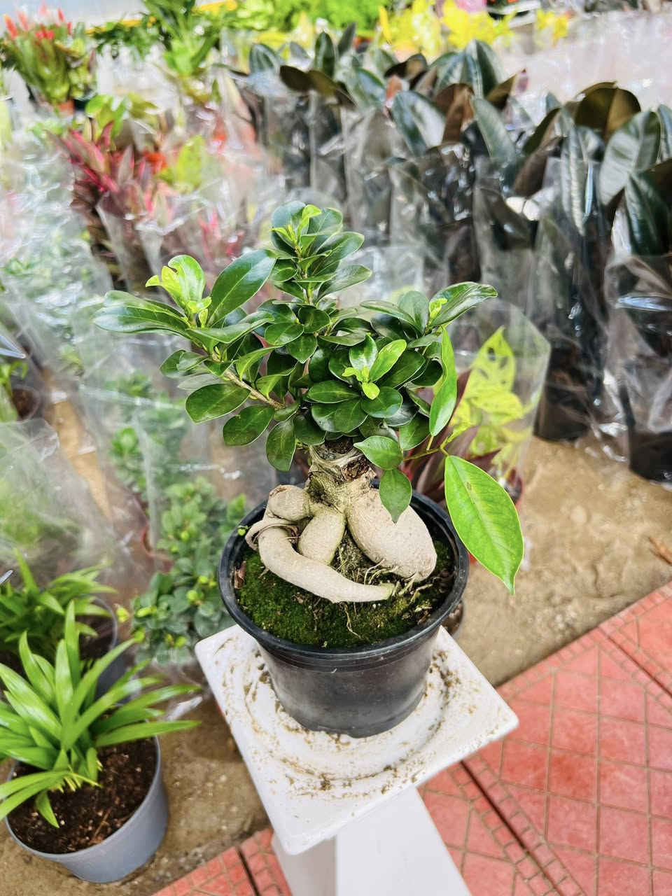 نباتات طبيعيه داخليه تغير شكل بيتك ومودك 🙏🌹

الاسعار مذكوره تحت الصور 🌹

ملاحظه : توصيل كافه محافظات موجود 🌹

#اكسبلور_ديالى_خانقين_بغداد_حمرين_جلولاء_سعديه_كلار_كركوك_سليمانيه_اربيل_عراق_نباتات_طبيعيه_حله_موصل

🏢 الـعـنـوان: { ديالى - خانقين  - شارع جودليه - خلف مدينه العاب الجديده من جهة ملعب الشهيد حسين منصور }
يوجد لدينا خدمة توصيل 
***********🚛
