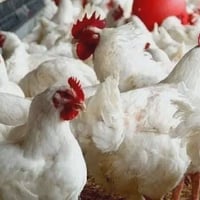 دجاج حي • دجاج للبيع • دجاج عوينات • دجاج مع التنظيف • دجاج طازج • دجا...
