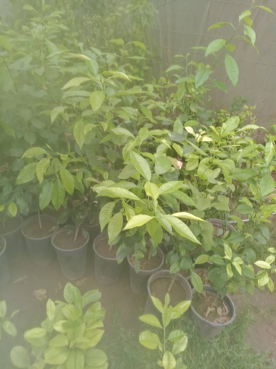 متاح شتل رارنج بسنادين مو جياس
طول متر بالفين اقل بالف ونص اقل بالف 

مكاني طارمية البغدادي يوجد كميات


**إذا كنت صاحب هذا الإعلان وتريد حذفه لأي سبب، رجاءا أرسل رسالة إلى الدعم الفني**