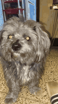 فقد كلب زينه من يعثر عليه يتصل على الرقم ***********
