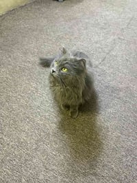 بيع مستعجل  بزونة للبيع قيم وأخذ  07709019311