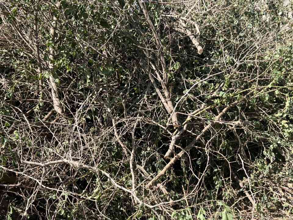 حطب سدر وزيتون للبيع
مكان سماوه سوير
***********
