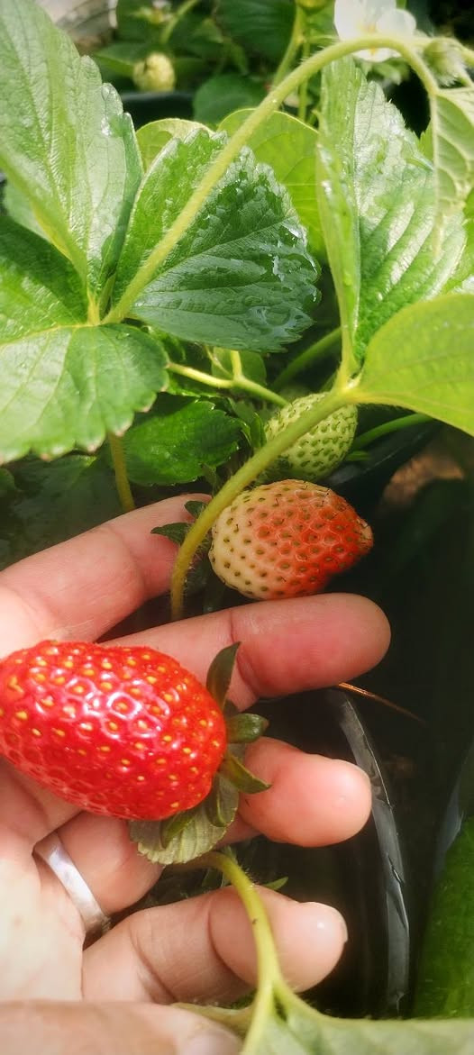 نبات فراولة مثمر وبأسعار جدا مناسبة
سندانة صغير ب٧٥٠ فقط
سندانة وسط بالف سندانة كبيرة بي شتلتين بالف ونص فقط
عنواننا خانقين بختياري الثانيا نهاية شارع العصائب واسواق صالح حمود


**إذا كنت صاحب هذا الإعلان وتريد حذفه لأي سبب، رجاءا أرسل رسالة إلى الدعم الفني**