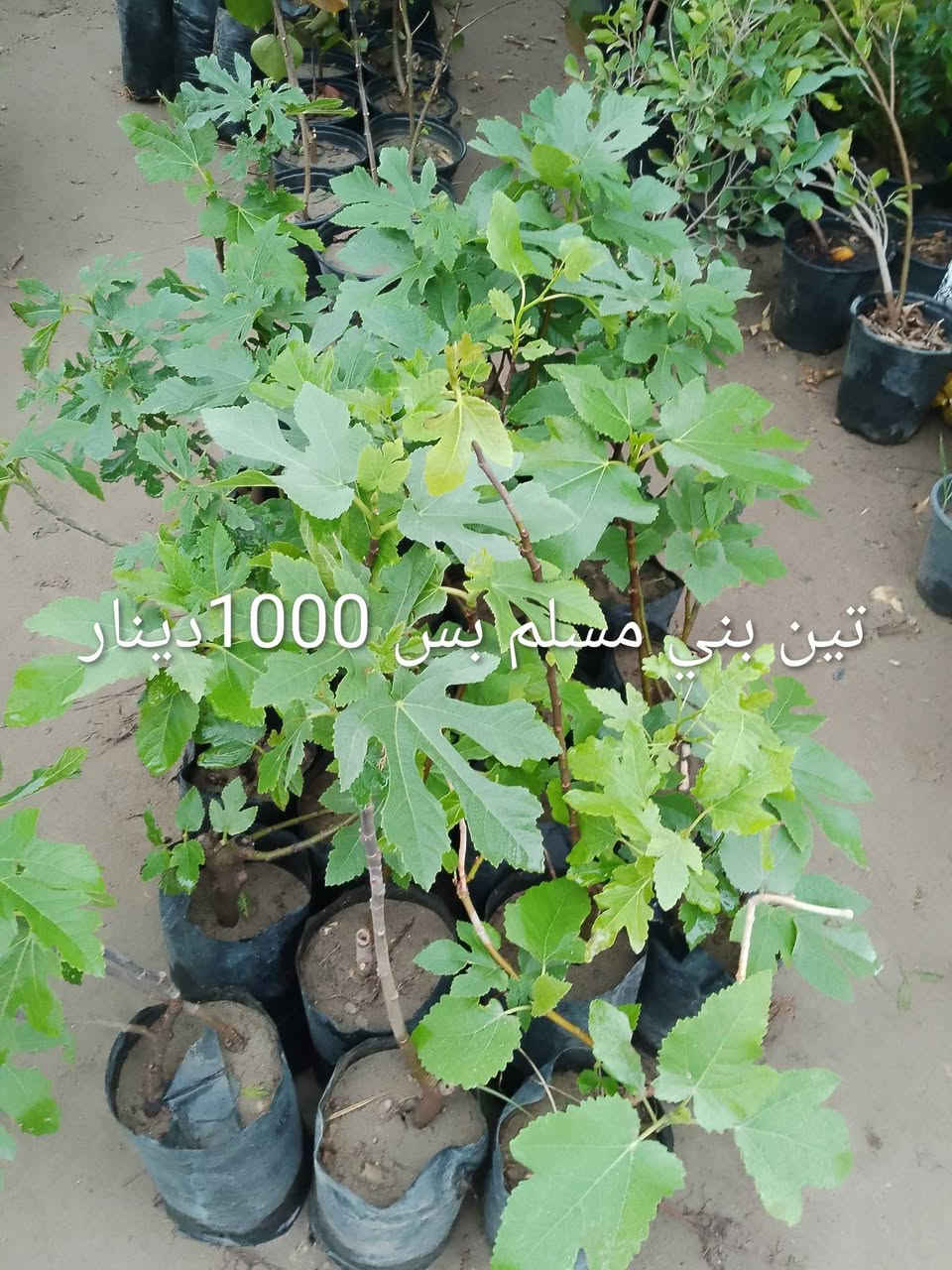 عرض العيد من مشتل سيدجلال


**إذا كنت صاحب هذا الإعلان وتريد حذفه لأي سبب، رجاءا أرسل رسالة إلى الدعم الفني**