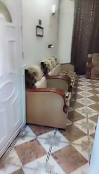 تخم حطاطه • رزن ١٩٠ • ثقيل