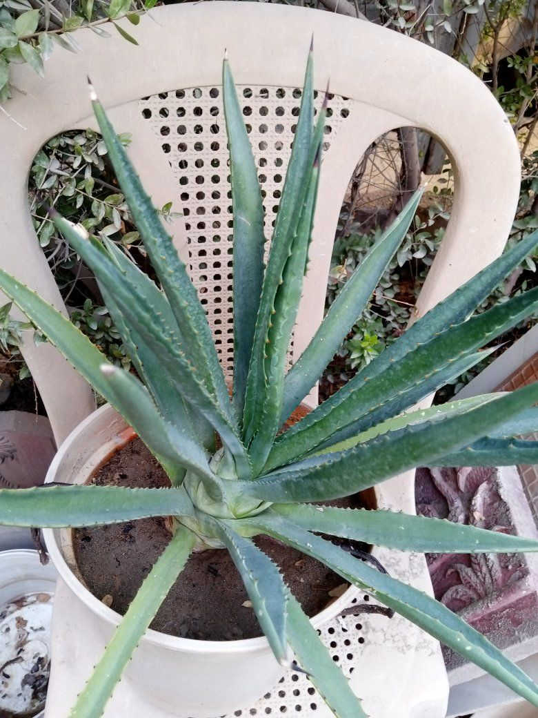 السلام عليكم متوفر زرع للبيع الوحده بخمسه مكان زعفرانيه


**إذا كنت صاحب هذا الإعلان وتريد حذفه لأي سبب، رجاءا أرسل رسالة إلى الدعم الفني**