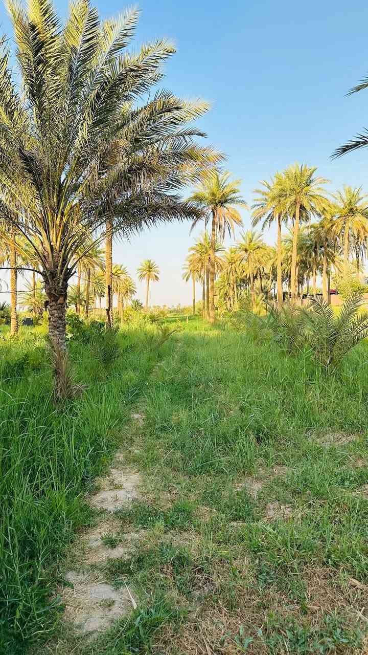 بستان 3 دوانم
مزروع عنب وتين ومشمش ورمان وتكي ونبك مطعم 
مع زراعة نخيل حديثة بأنواعه 
مع بيت مساحته 400 متر 5 غرف نوم واستقبال ومطبخ وصالة 
 
للبيع في ناحية  العباسية طبر سيد جواد للتفاصيل الاتصال على الرقم ***********
