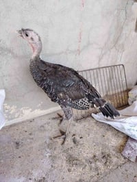 يدوكة بصراويات • ٦ اشهر