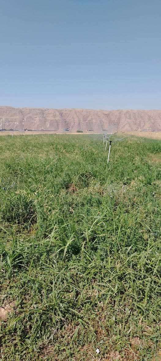 السلام عليكم يوجد جت حشيش للبيع المكان الحكنه ***********
