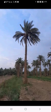 ٢ دونم • طابو زراعي • واجهة ٢٤م