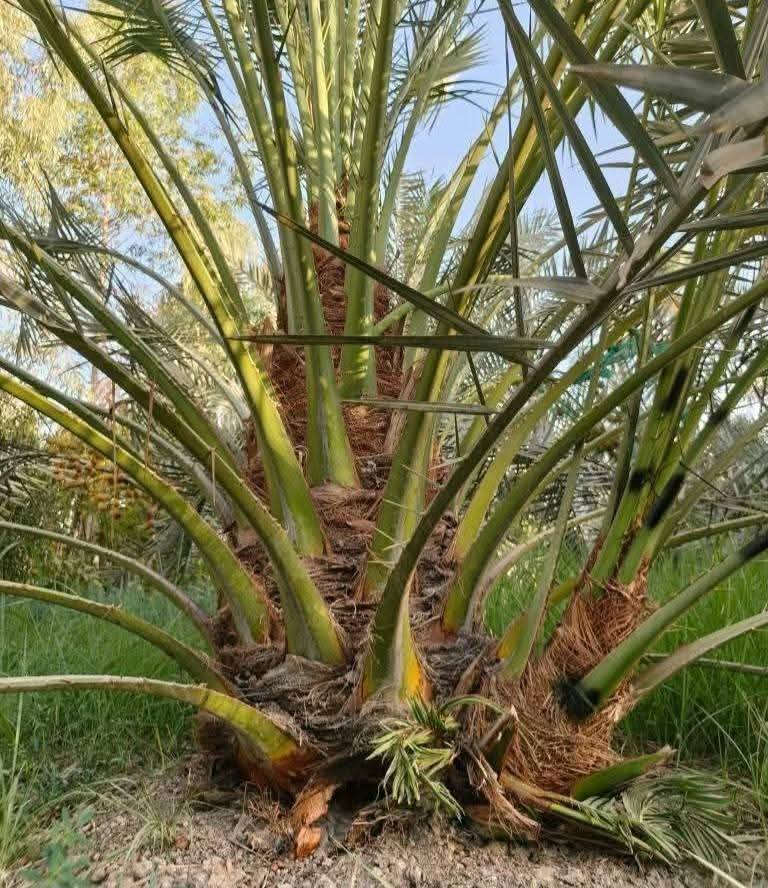 برحيات للبيع حرات اصليات  سعر 110الف الوحده  بيع حجم خشن بلحض والبخت امانه الله ورسوله مال بستاني و مشروطات ومخليلك عثك تأكد وتشلع بيدك وتشلع بيدك تمره الخشنه شرط شوف بعينك  العنوان واسط ألاستفسار والاتصال عل ***********
