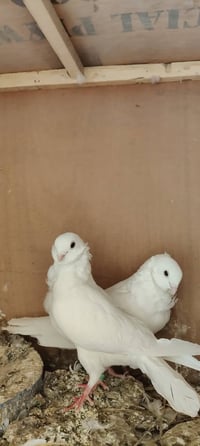 دايه مشككات • ١٥ زوج • ناصريه الشطره