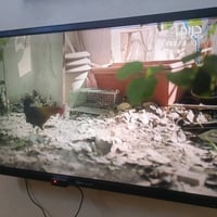 بلازما الريان • ٣٢بوصة • نظيف