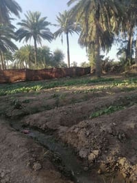 دونم • واجهة ٢٠م • طابو منفرد