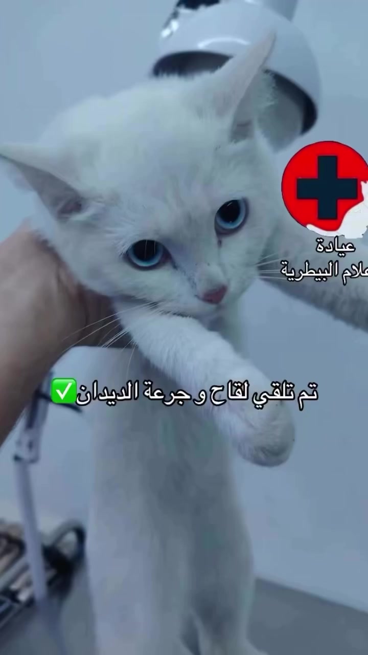 زارنا اليوم هذا القط الجميل لتلقي اللقاح الدوري وجرعة الديدان، وذلك للحفاظ على صحته وحمايته من الأمراض والطفيليات 🐾💉

نحرص في عيادة الإعلام البيطرية على تقديم أفضل رعاية وقائية وعلاجية لحيواناتكم الأليفة بإشراف كادر طبي متخصص.

📍 بغداد – حي الإعلام – شارع البدالة – مجاور كوفي باب الحارة
للاستفسار والمعاينة راسلونا على صفحتنا أو زورونا في موقعنا


**إذا كنت صاحب هذا الإعلان وتريد حذفه لأي سبب، رجاءا أرسل رسالة إلى الدعم الفني**