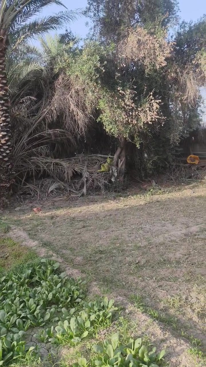 قطعه أرض للبيع المساحه ١٧٠م ركن على شارعين العنوان أبو غريب الناحيه شارع البستان للاستفسار الاتصال ***********

