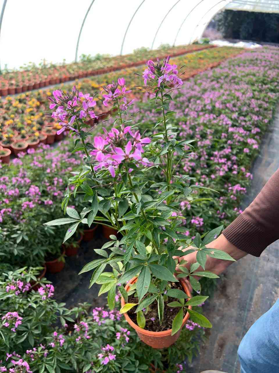 نستعرض لكم صور النباتات المُزهِرة المتوفرة حاليًا في مزرعتنا.
للاستفسار أو للحصول على معلومات إضافية حول الأصناف والكميات، يرجى التواصل معنا عبر الرسائل.
نرحب بجميع استفساراتكم ونسعد بتواصلكم معنا.
***********
