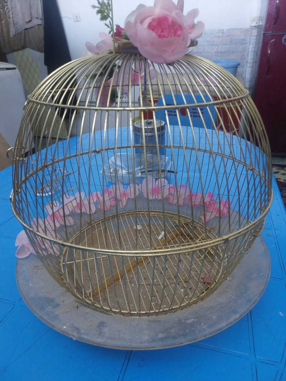 السلام عليكم 
قفص للبيع السعر ٧ الف 
*********** شهداء البياع
