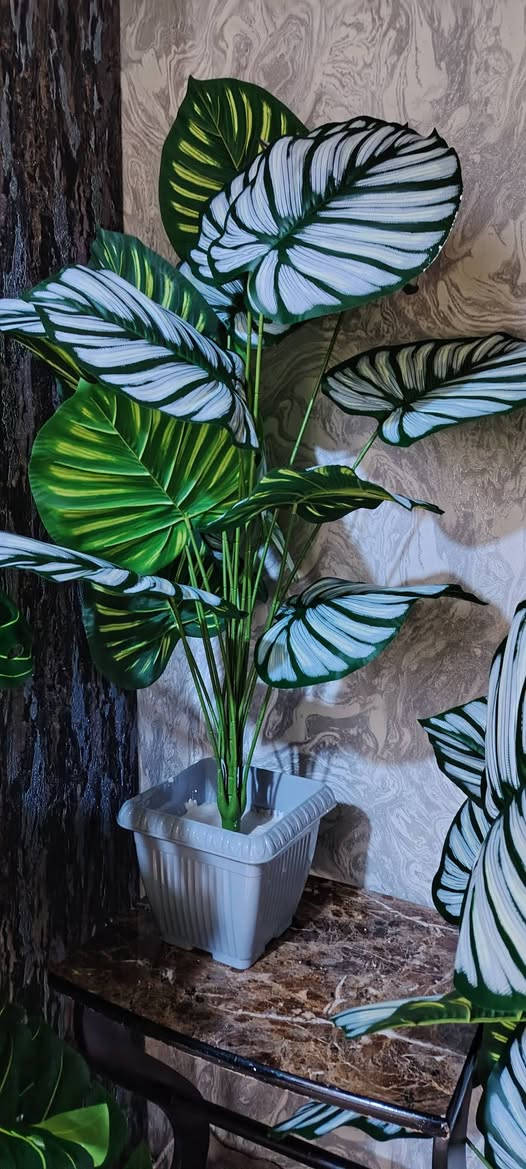 عرض خاص على الأشجار ارتفاع عالي وكثافه والأوراق كبيره وزيتيه قابله للغسل بسعراقل من الجمله سعرالشجره ب(١٥) العرض لفتره محدوده


**إذا كنت صاحب هذا الإعلان وتريد حذفه لأي سبب، رجاءا أرسل رسالة إلى الدعم الفني**