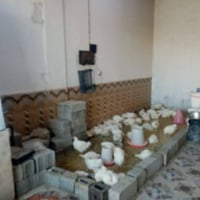 محل دجاج وسمك • مكمل بالكامل • الخمسه كيلو