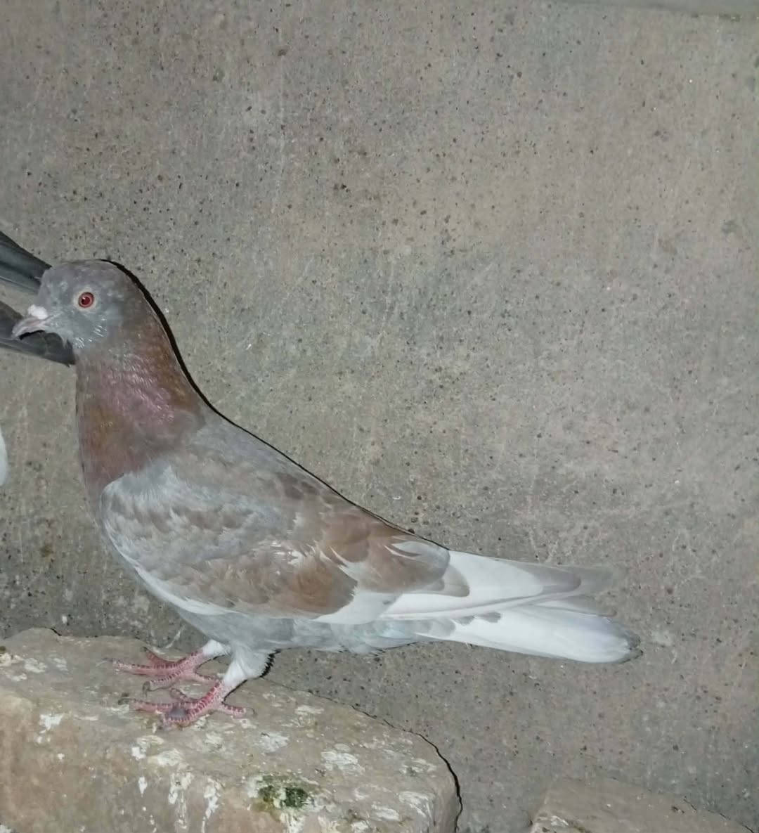 متاح طير مكاني الديوانية رقمي ***********
