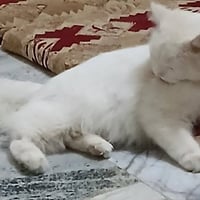 بزونه • قطة للبيع • بزونه منزليه • قطط زينه • حيوانات اليفه • بزونه بي...
