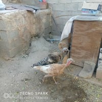 فسيفس • نثايه • شرط البيض