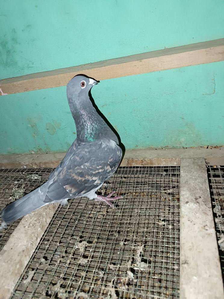 متاح فحل دميري مضرب بفخاري طير كلش حلو السعر 10ألف بغداد مدينه الصدر متاح واتساب ***********
