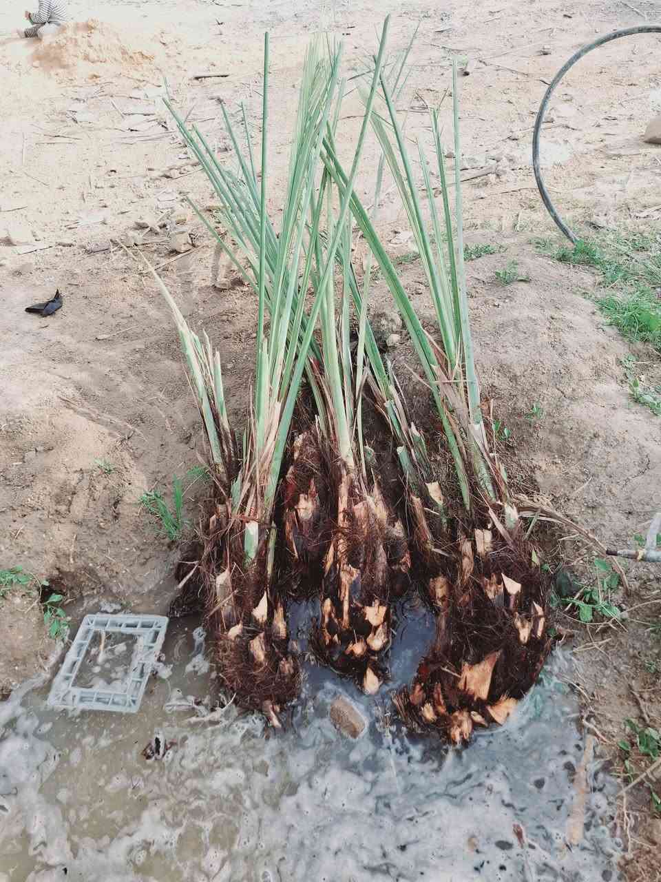 سلام عليكم توفر فسائل بريم العدد7 والاستفسار مراسلة الصفحه او التصال. ***********
