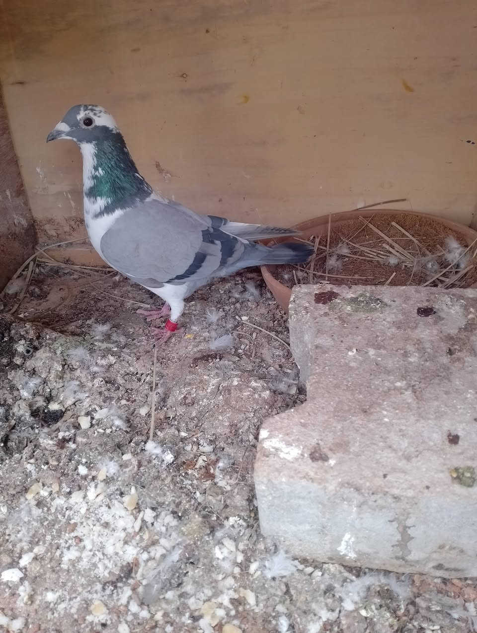 متاح طيرة مشجرة جاهزه للتبزير موديل 26 العنوان بغداد 

أي استفسار راسلوني على الخاص متواجد خاص


**إذا كنت صاحب هذا الإعلان وتريد حذفه لأي سبب، رجاءا أرسل رسالة إلى الدعم الفني**