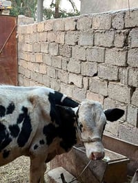 عجل للبيع العمر سته أشهر من ام فريزن تلقيح صناعي سمنتل للاستفسار الاتص...