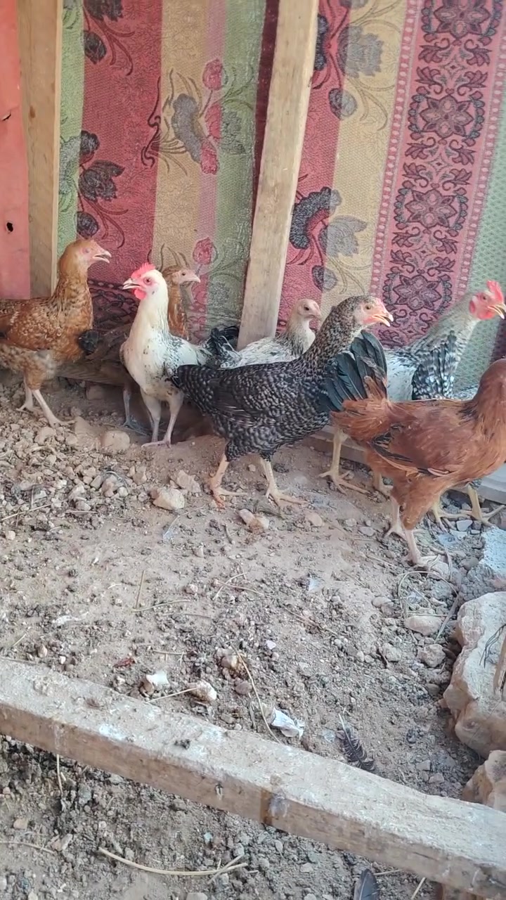 متاح فراريج وديوكه العدد 8 ملقحات مال بيت السعر 70 الف.. المكان بروانه الشاعي.. 
***********
