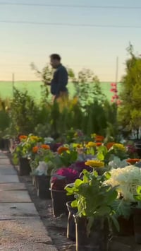 ثيل هندي • اشجار • خدمات الخضر