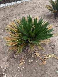 للبيع العدد 4... وحماله  ومنظر طبيعي يخبل  السعر 300وبيهن مجال 0781994...