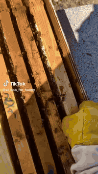 (بسم الله الرحمن الرحيم)
((وَأَوْحَى رَبُّكَ إِلَى النَّحْلِ أَنِ اتَّخِذِي مِنَ الْجِبَالِ بُيُوتًا وَمِنَ الشَّجَرِ وَمِمَّا يَعْرِشُونَ (68) ثُمَّ كُلِي مِنْ كُلِّ الثَّمَرَاتِ فَاسْلُكِي سُبُلَ رَبِّكِ ذُلُلا يَخْرُجُ مِنْ بُطُونِهَا شَرَابٌ مُخْتَلِفٌ أَلْوَانُهُ فِيهِ شِفَاءٌ لِلنَّاسِ إِنَّ فِي ذَلِكَ لآيَةً لِقَوْمٍ يَتَفَكَّرُونَ)) (69) (صدق الله العظيم)”””” سورة النحل الأيتان 68-69.
بفضل الله وحمده يتوفر لدينا عسل  طبيعي 100٪ خاضع للفحص المختبري .((  )). وباسعار مخفضه . للطلب والاستفسار الاتصال على *********** او الاتصال على الخاص ..  وتساب
(لطلب الجمله السعر خاص )
