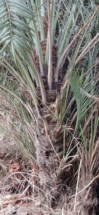 فسائل خضراوي • ٢ فسائل خشنات