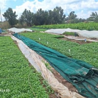 فلفل حار • فلفل بارد • مشتل المصطفى