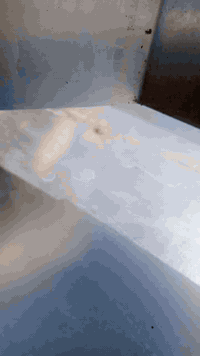 شويه مال كص كاملة مع ملحقاتها بغداد ***********
