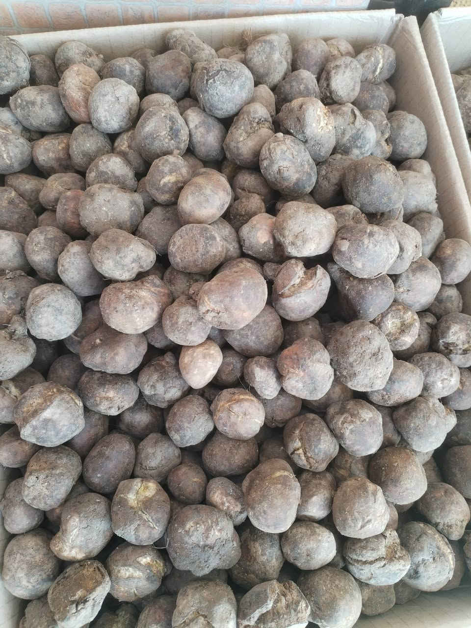 توفر من جديد وجبه ثانيه جمه الموصل عراقي مو ايراني
متوفر ناعم
ووسط
وخشن

للطلب و الاستفسار مراسلة الصفحة 📨   

🔸 او الاتصال بنا على 📞 (***********)   واتساب

🔸 او زيارتنا في موقعنا 📍👇🏼  
الانبار_عنه_المول_الجديد 

🔸 يتوفر توصيل داخل. عنه اجور توصيل 1000
تتوفر خدمه توصيل. راوة 
تتوفر خدمه توصيل. القائم. _العبيدي
تتوفر. توصيل. جميع. المحافظات العراق. 

#كرزات_وحلويات_النوري
