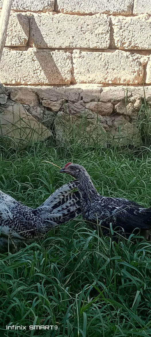 متاح دجاج فيومي فضي والمنيومي خط اول 
صحه جيده جدا 
 عمر 4 اشهر عدد 20 تك 
مكان تلعفر قرية علو 
سعر زوج 50 ألف قفل 
للاستفسار الاتصال 
***********
