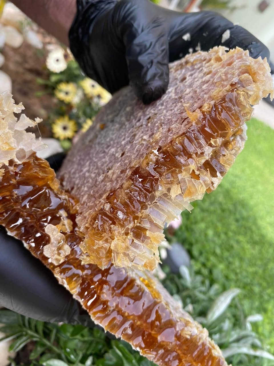 عسل للبيع 🍯 🐝 

قال تعالى

(يَخْرُجُ مِن بُطُونِهَا شَرَابٌ مُّخْتَلِفٌ أَلْوَانُهُ فِيهِ شِفَاءٌ لِّلنَّاسِ)

للشفاء والقوة والتغذية والفيتامينات التي لا تعد ولا تحصى ...

شرط اصلي 100% والله شاهد علينا

السعر 40 للكيلو📌


**إذا كنت صاحب هذا الإعلان وتريد حذفه لأي سبب، رجاءا أرسل رسالة إلى الدعم الفني**