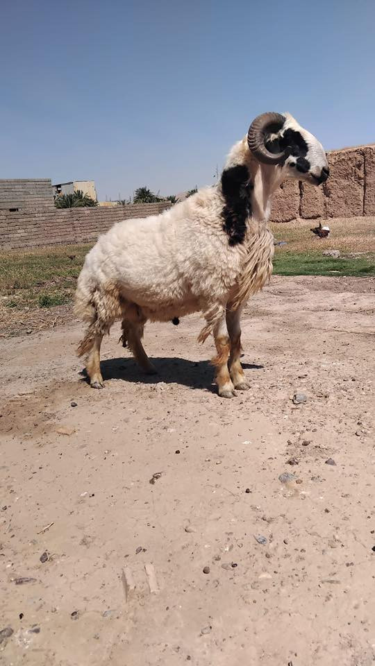 السلام عليكم  كبش 🐏 للبيع  مال اضحيه للاستفسار التواصل على الرقم
‭0783 317 6470‬
