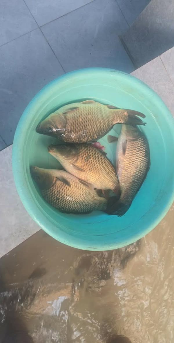 سمك كاريبي ناعم  كيلو 5750
سمك خشن كيلو ب6000

***********
