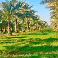 أرض زراعية • دونم واحد • حلة بابل